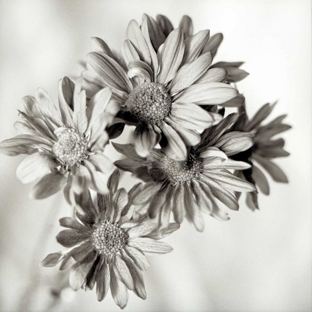 Florison - 40 art print by Alan Blaustein for $57.95 CAD