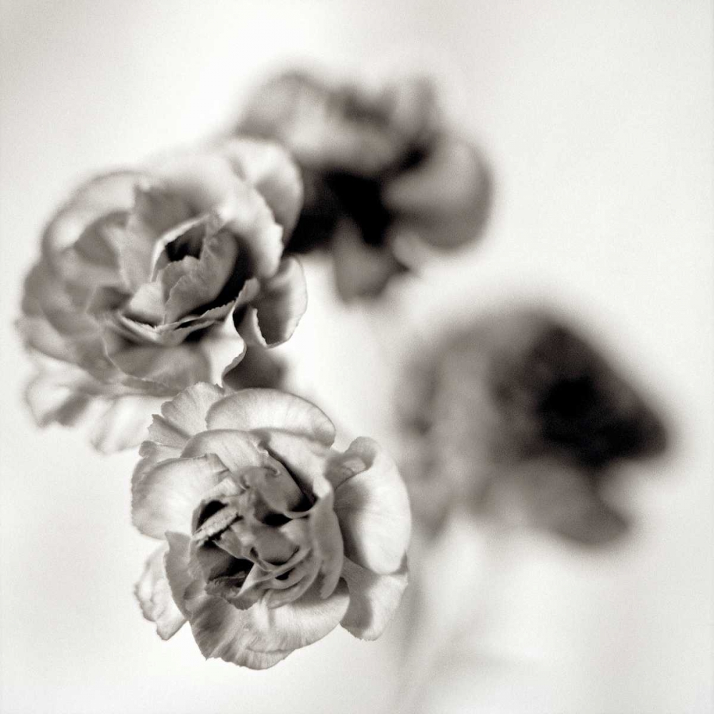 Florison - 39 art print by Alan Blaustein for $57.95 CAD