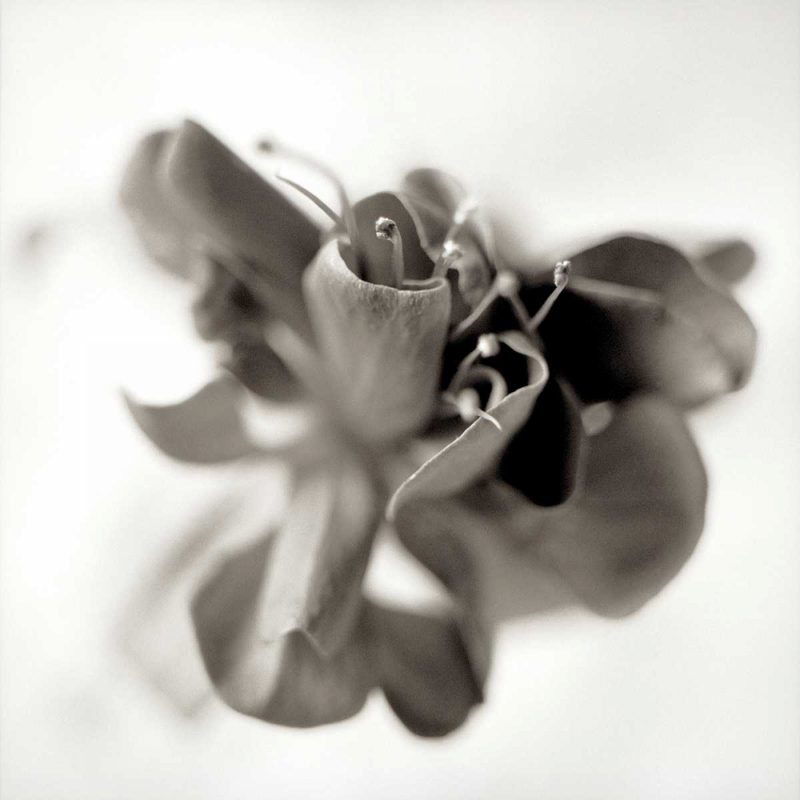 Florison - 37 art print by Alan Blaustein for $57.95 CAD