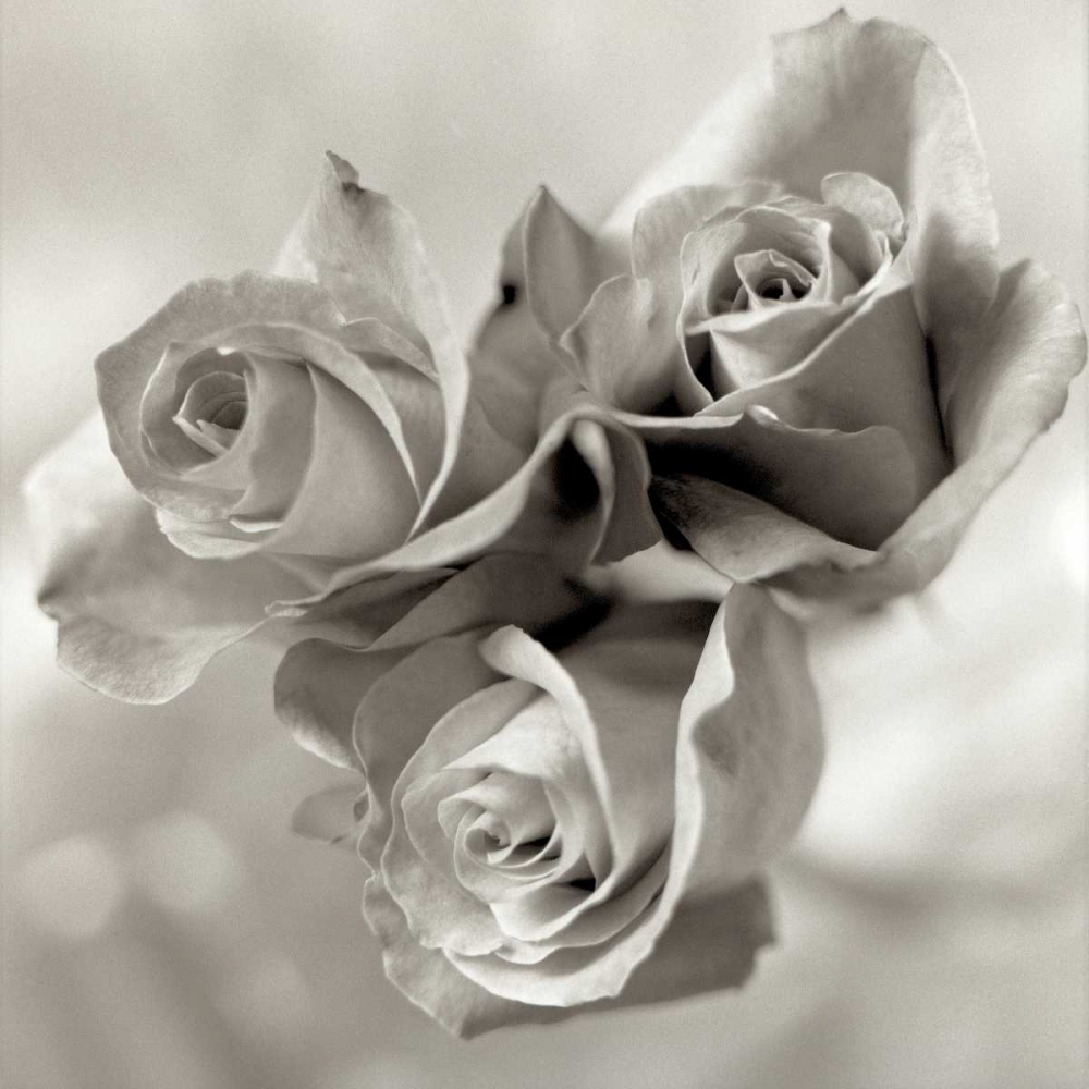 Florison - 36 art print by Alan Blaustein for $57.95 CAD