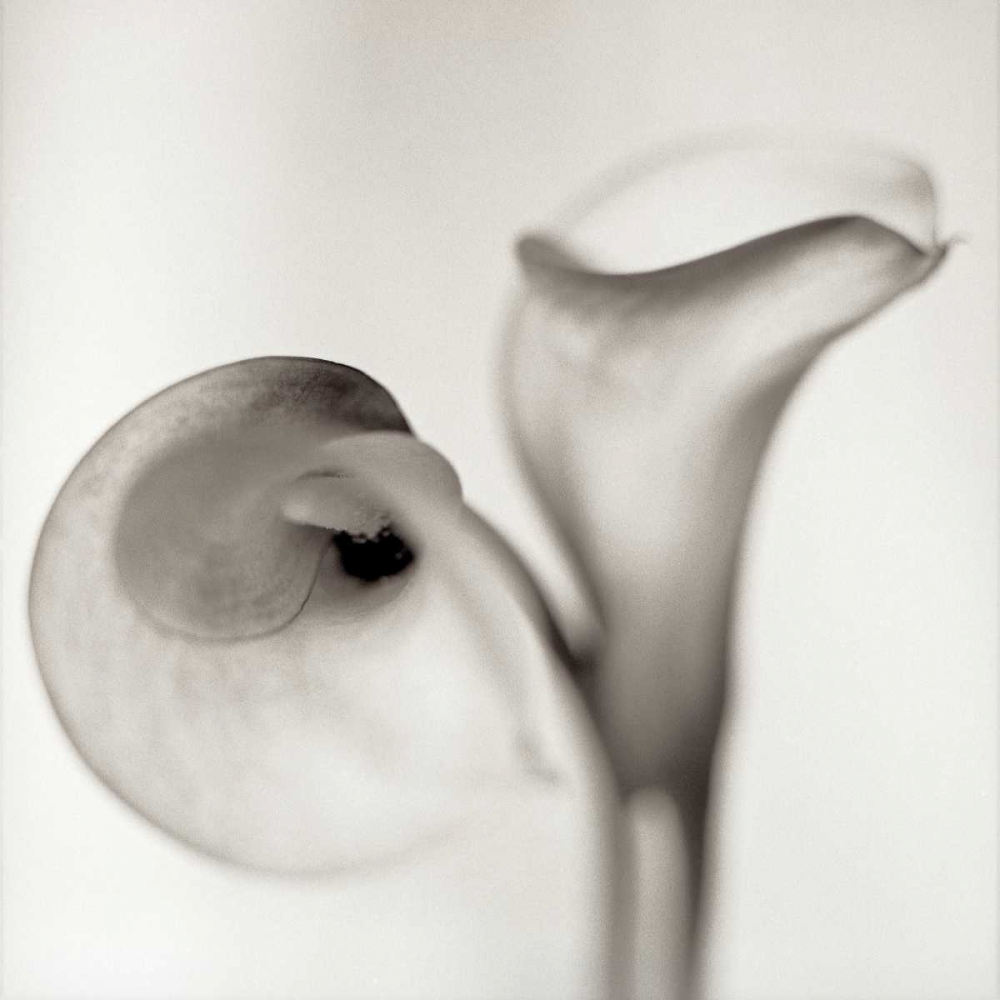 Florison - 35 art print by Alan Blaustein for $57.95 CAD