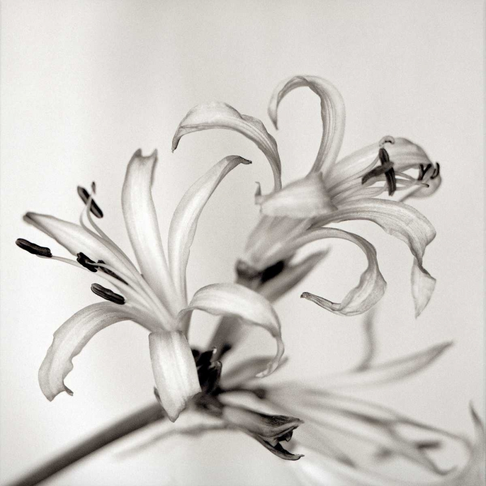 Florison - 34 art print by Alan Blaustein for $57.95 CAD