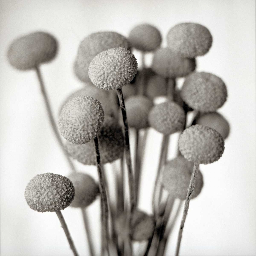 Florison - 33 art print by Alan Blaustein for $57.95 CAD
