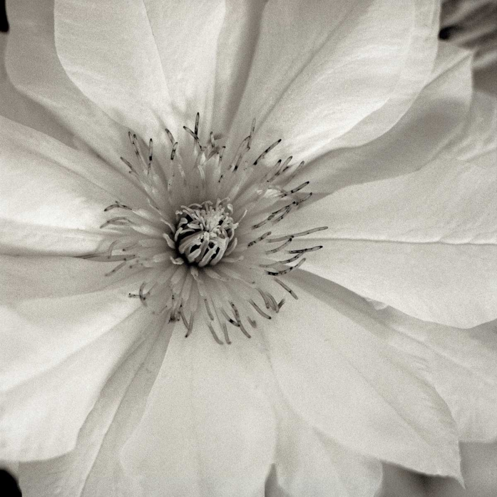 Florison - 32 art print by Alan Blaustein for $57.95 CAD