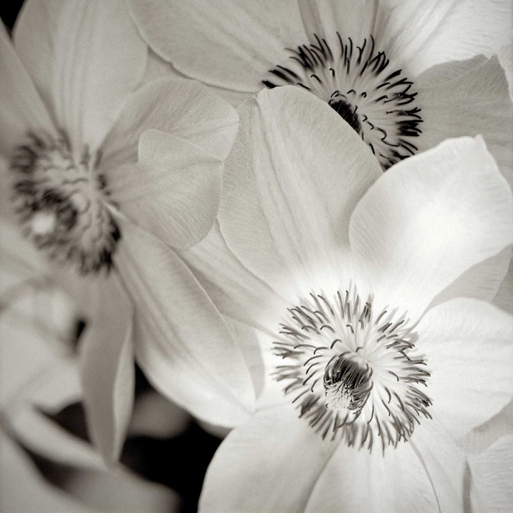Florison - 31 art print by Alan Blaustein for $57.95 CAD