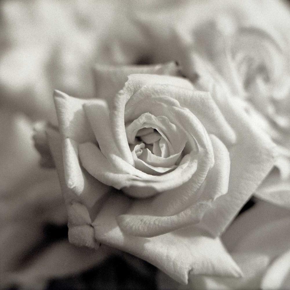 Florison - 30 art print by Alan Blaustein for $57.95 CAD