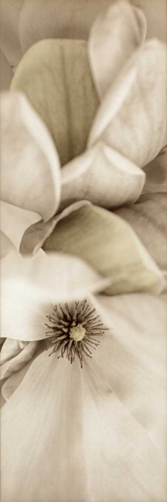Florison - 70 art print by Alan Blaustein for $57.95 CAD