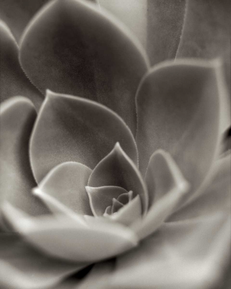 Florison - 25 art print by Alan Blaustein for $57.95 CAD