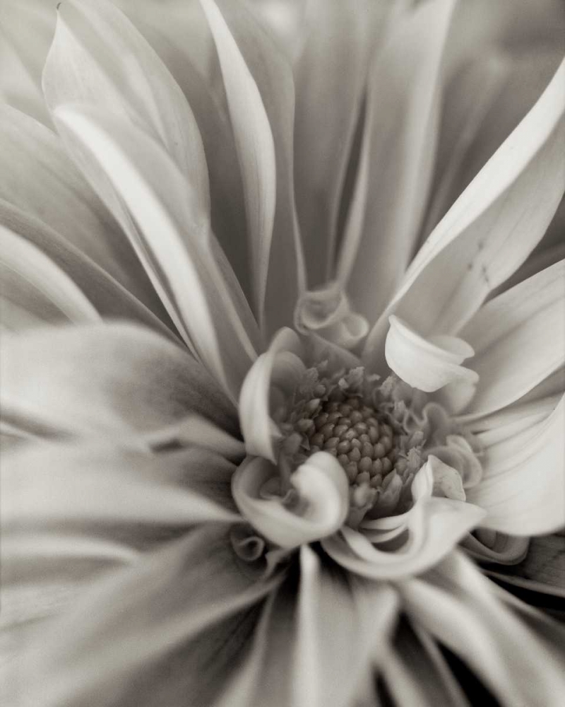 Florison - 21 art print by Alan Blaustein for $57.95 CAD