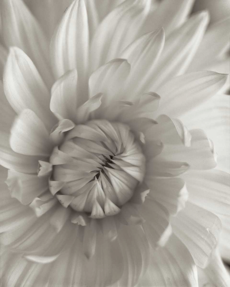 Florison - 24 art print by Alan Blaustein for $57.95 CAD