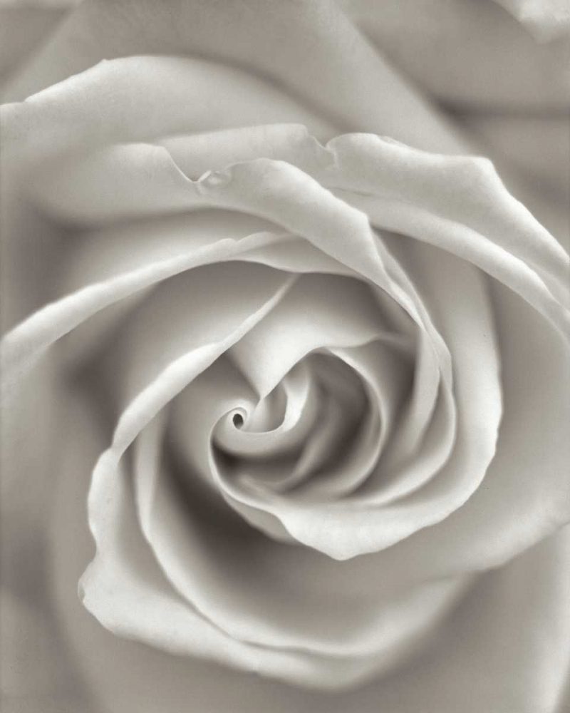 Florison - 23 art print by Alan Blaustein for $57.95 CAD