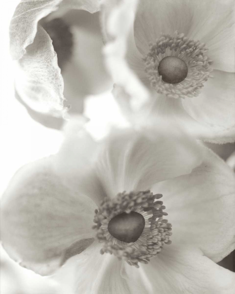 Florison - 20 art print by Alan Blaustein for $57.95 CAD