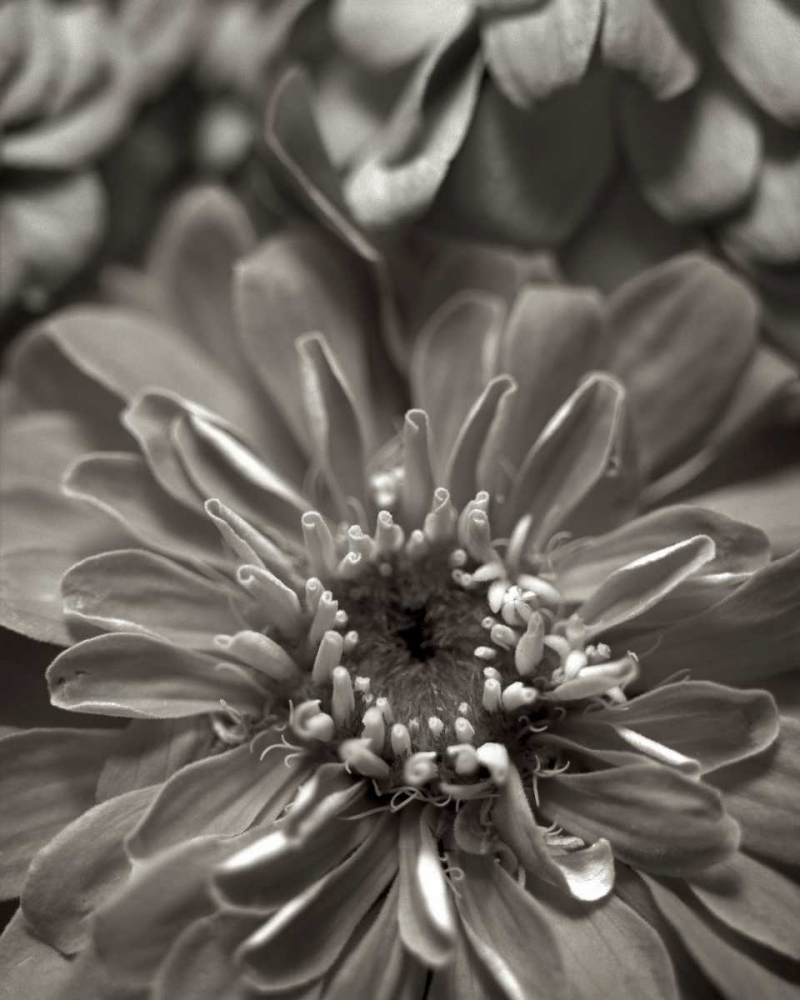 Florison - 17 art print by Alan Blaustein for $57.95 CAD