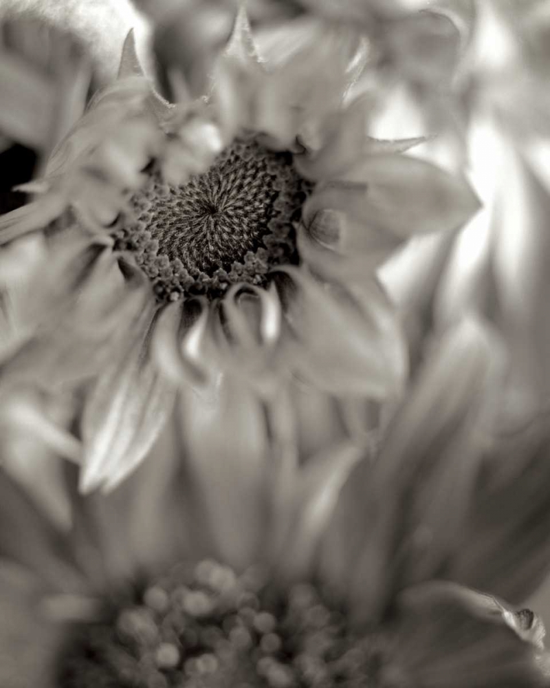 Florison - 15 art print by Alan Blaustein for $57.95 CAD