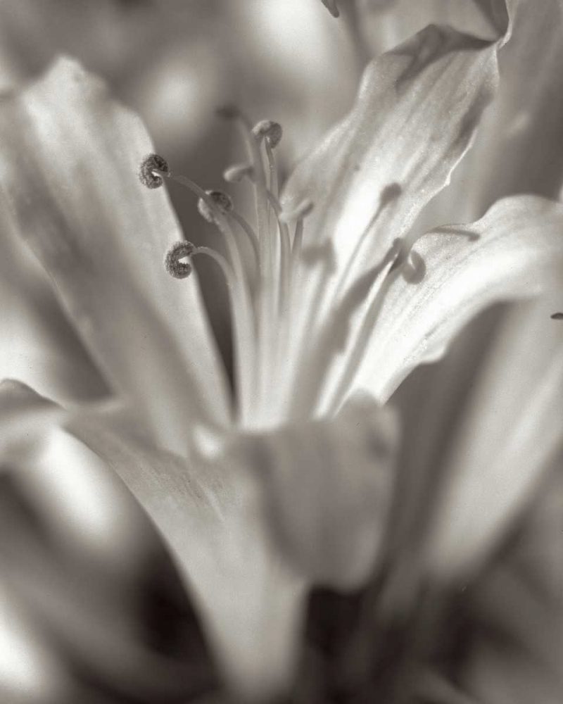 Florison - 14 art print by Alan Blaustein for $57.95 CAD