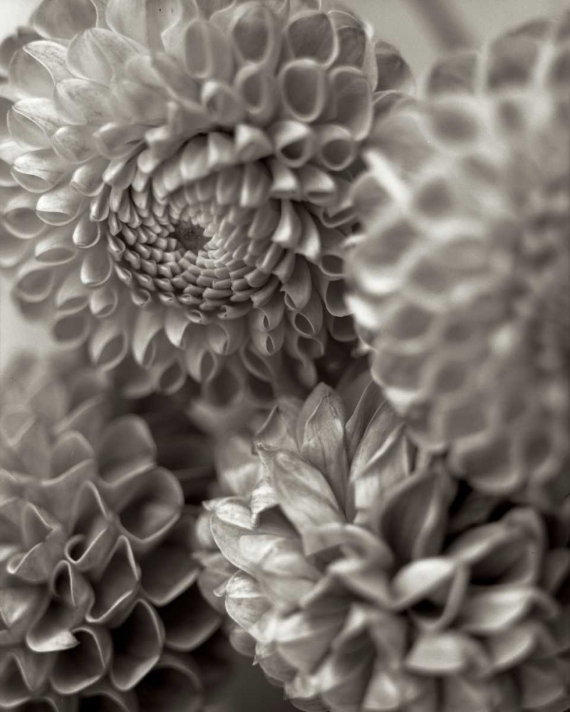 Florison - 13 art print by Alan Blaustein for $57.95 CAD