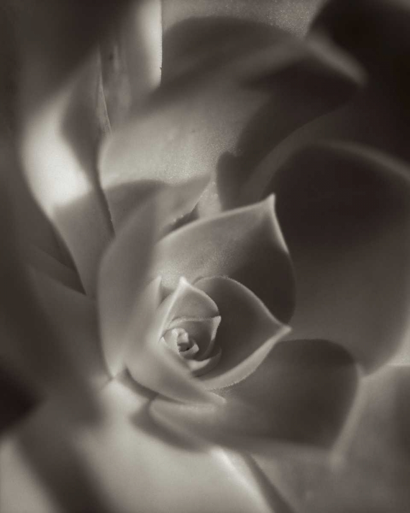 Florison - 11 art print by Alan Blaustein for $57.95 CAD