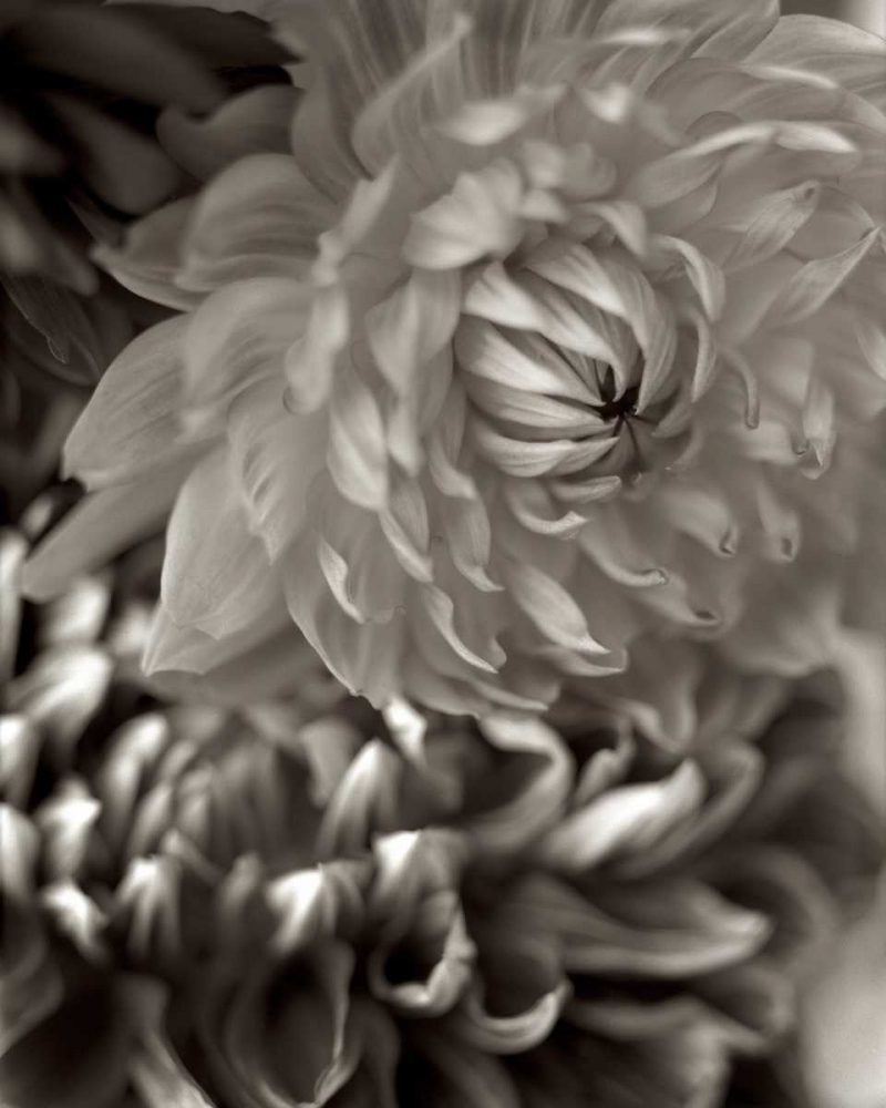 Florison - 10 art print by Alan Blaustein for $57.95 CAD