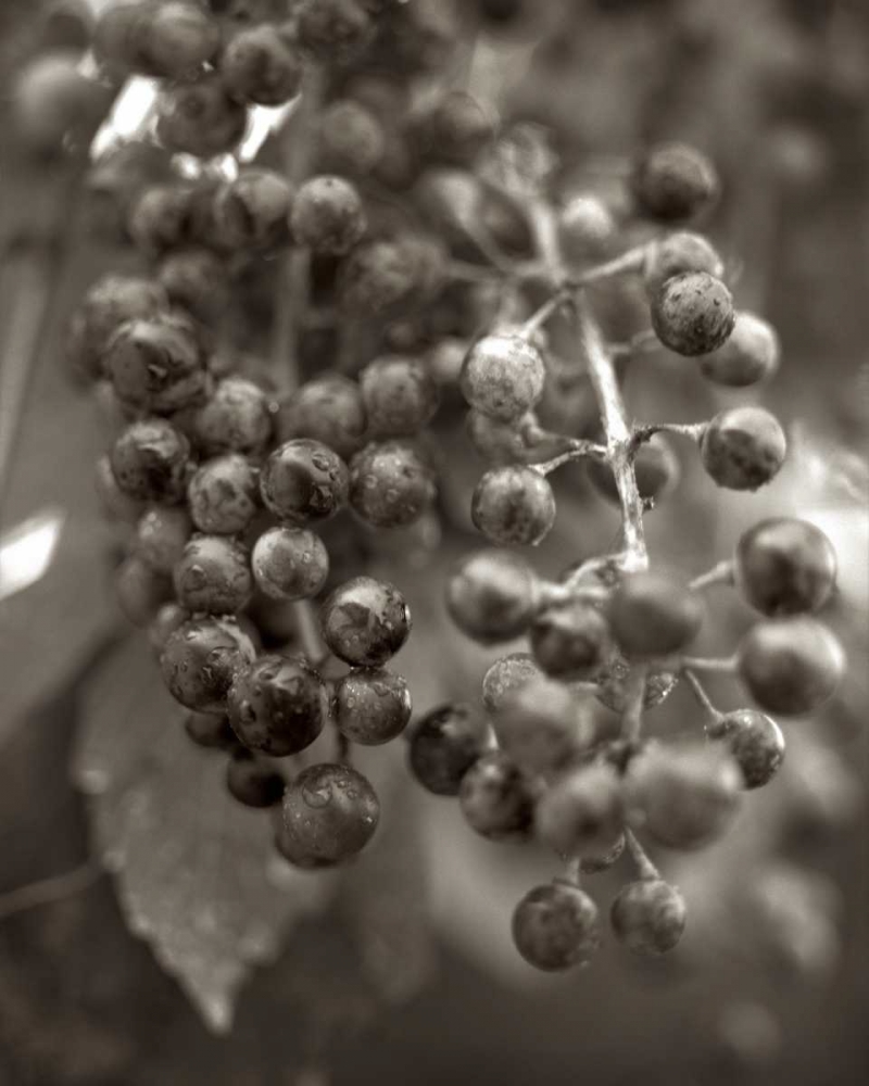 Florison - 9 art print by Alan Blaustein for $57.95 CAD
