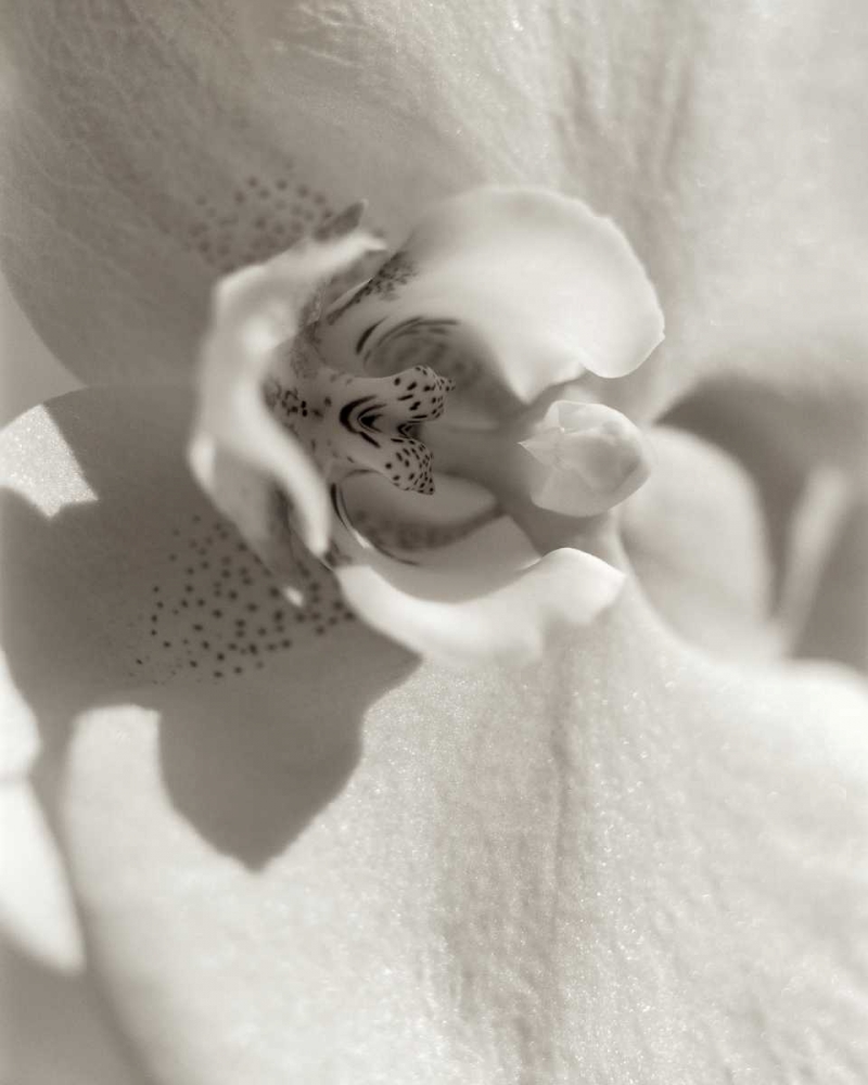 Florison - 8 art print by Alan Blaustein for $57.95 CAD