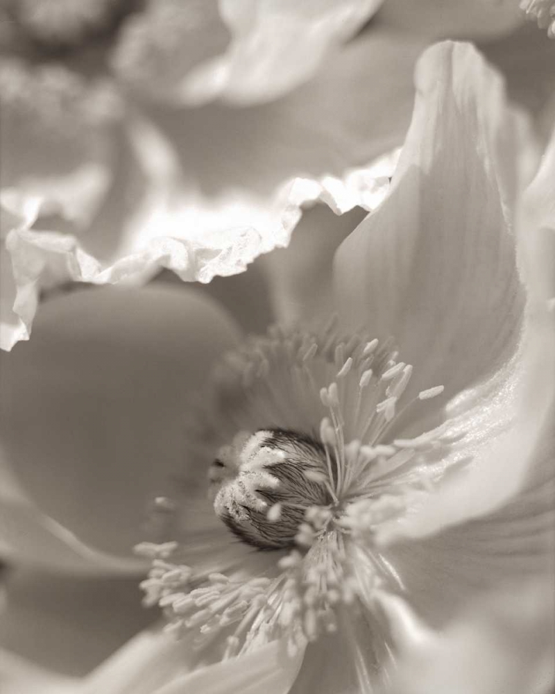 Florison - 7 art print by Alan Blaustein for $57.95 CAD