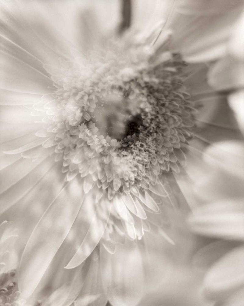 Florison - 5 art print by Alan Blaustein for $57.95 CAD