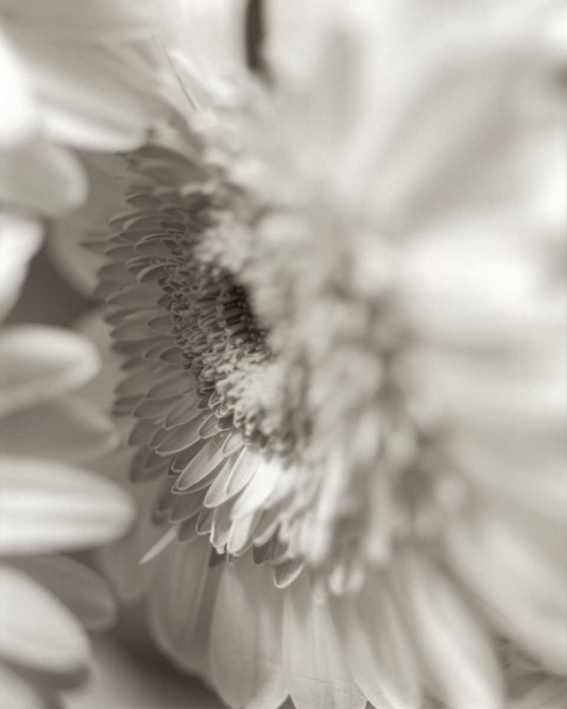Florison - 4 art print by Alan Blaustein for $57.95 CAD