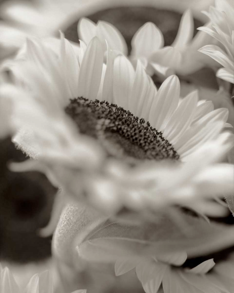 Florison - 3 art print by Alan Blaustein for $57.95 CAD
