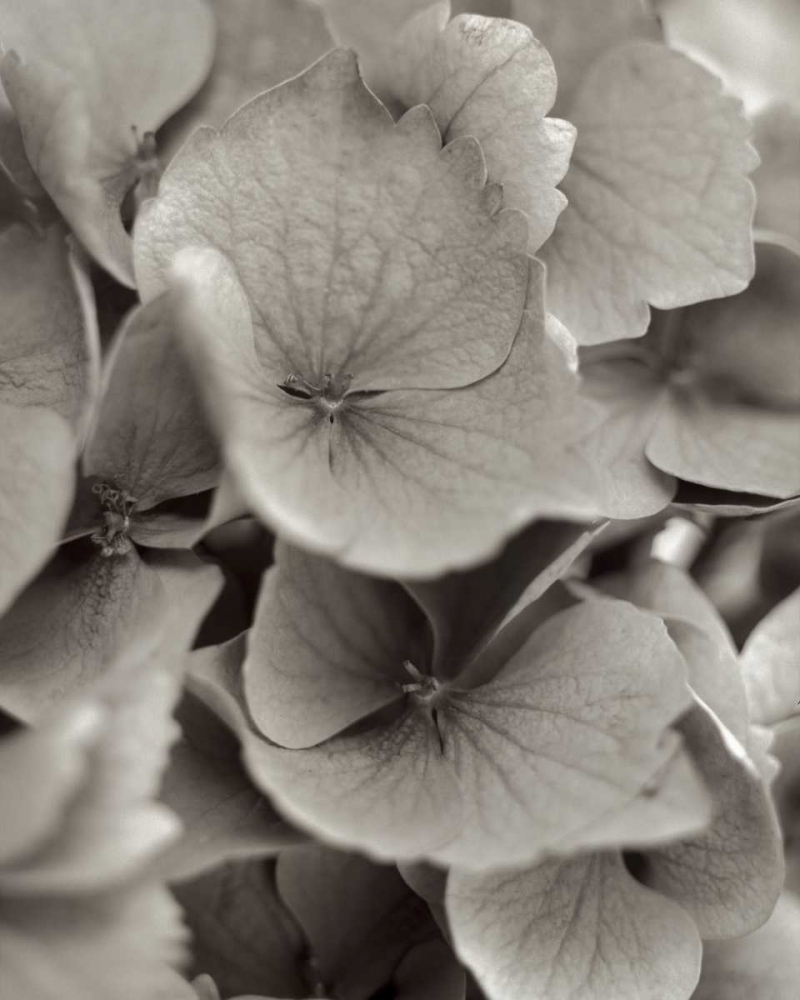 Florison - 1 art print by Alan Blaustein for $57.95 CAD