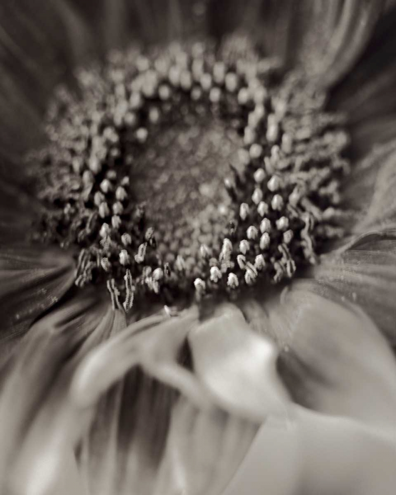 Florison - 2 art print by Alan Blaustein for $57.95 CAD