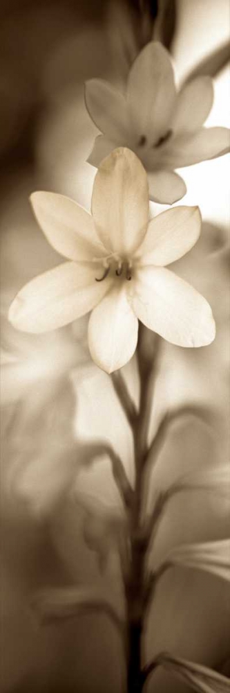 Florison - 71 art print by Alan Blaustein for $57.95 CAD