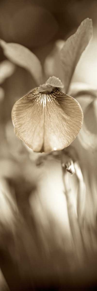 Florison - 73 art print by Alan Blaustein for $57.95 CAD