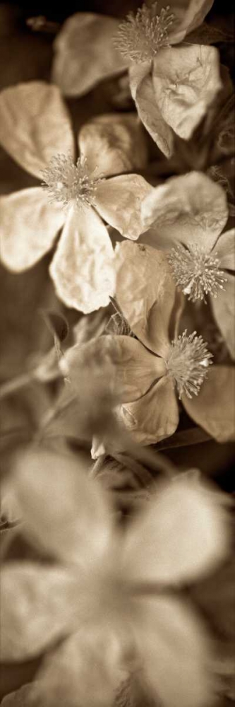 Florison - 69 art print by Alan Blaustein for $57.95 CAD