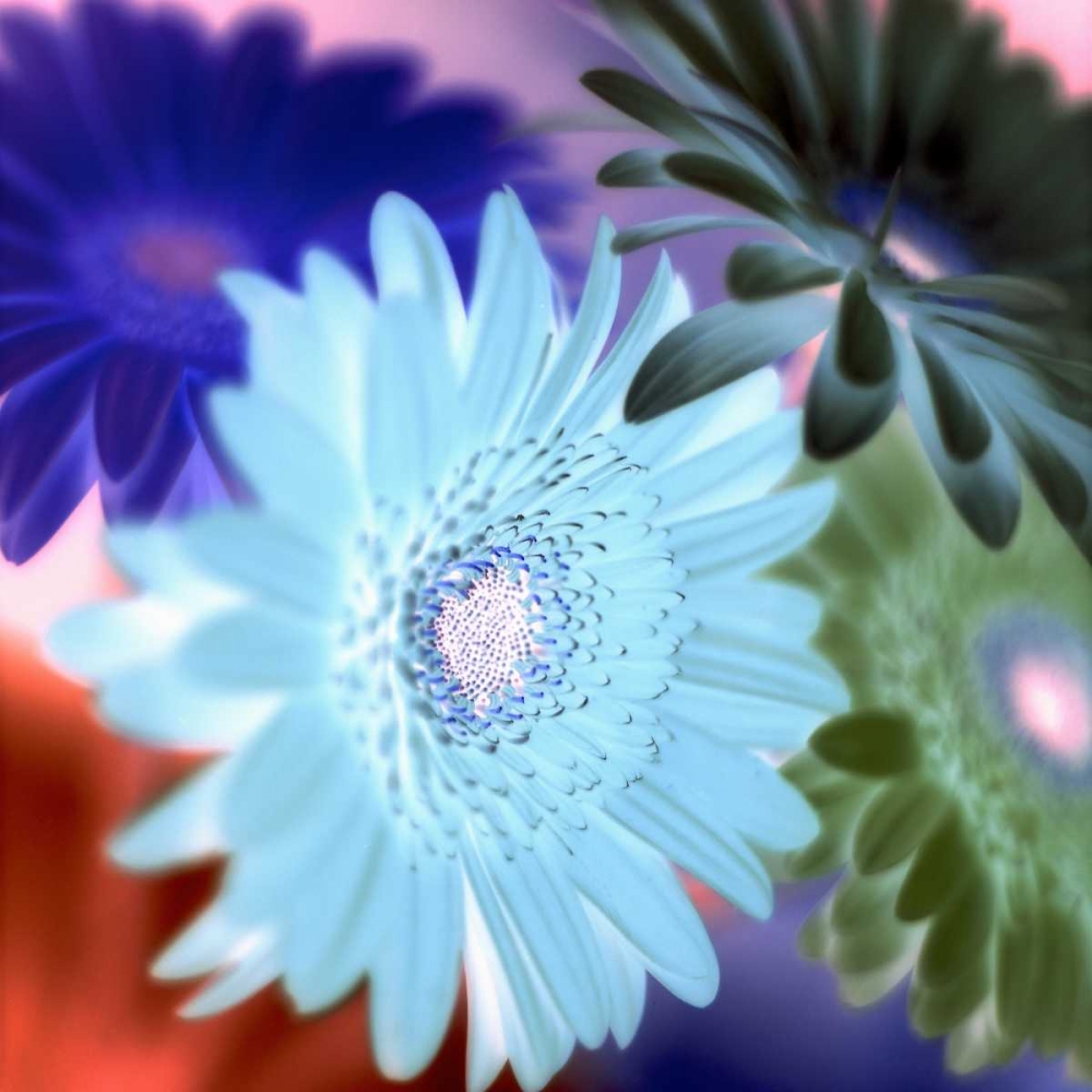 Floral Color - 1 art print by Alan Blaustein for $57.95 CAD