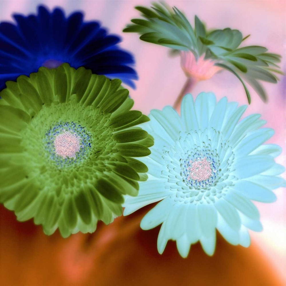 Floral Color - 2 art print by Alan Blaustein for $57.95 CAD
