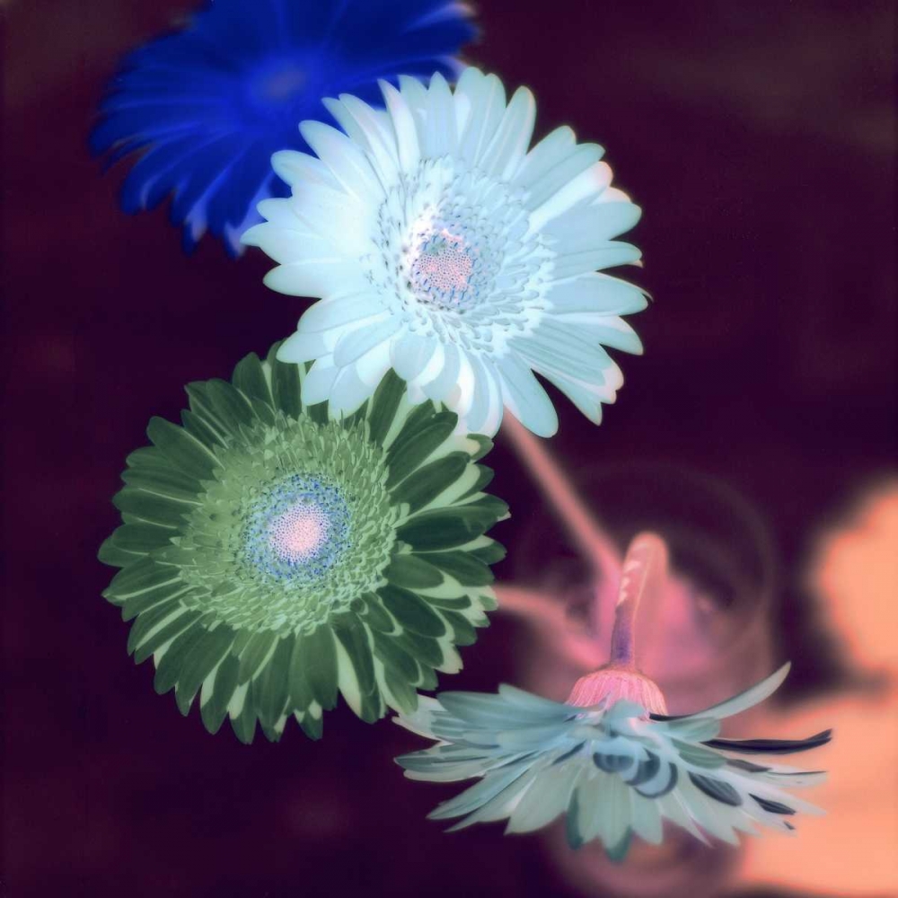 Floral Color - 5 art print by Alan Blaustein for $57.95 CAD