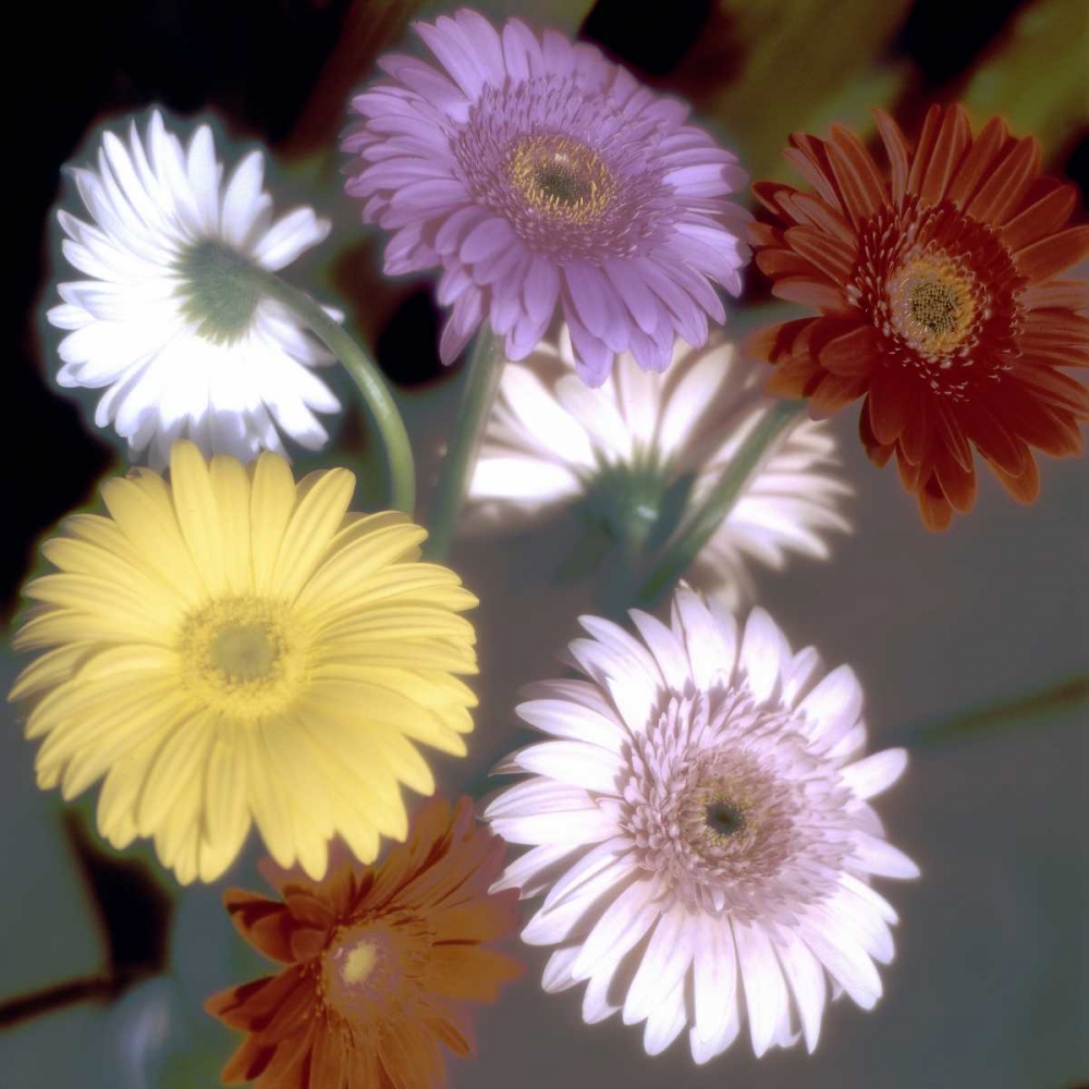 Floral Color - 6 art print by Alan Blaustein for $57.95 CAD