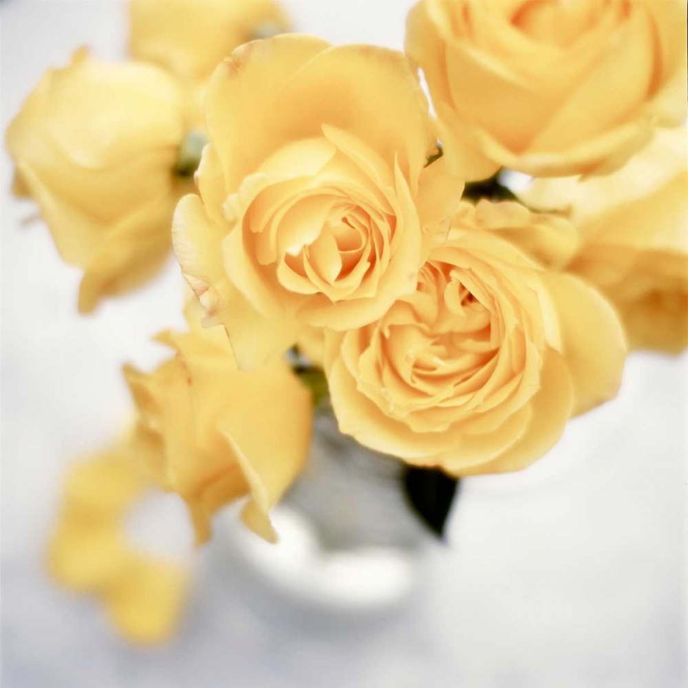 Floral Color - 21 art print by Alan Blaustein for $57.95 CAD