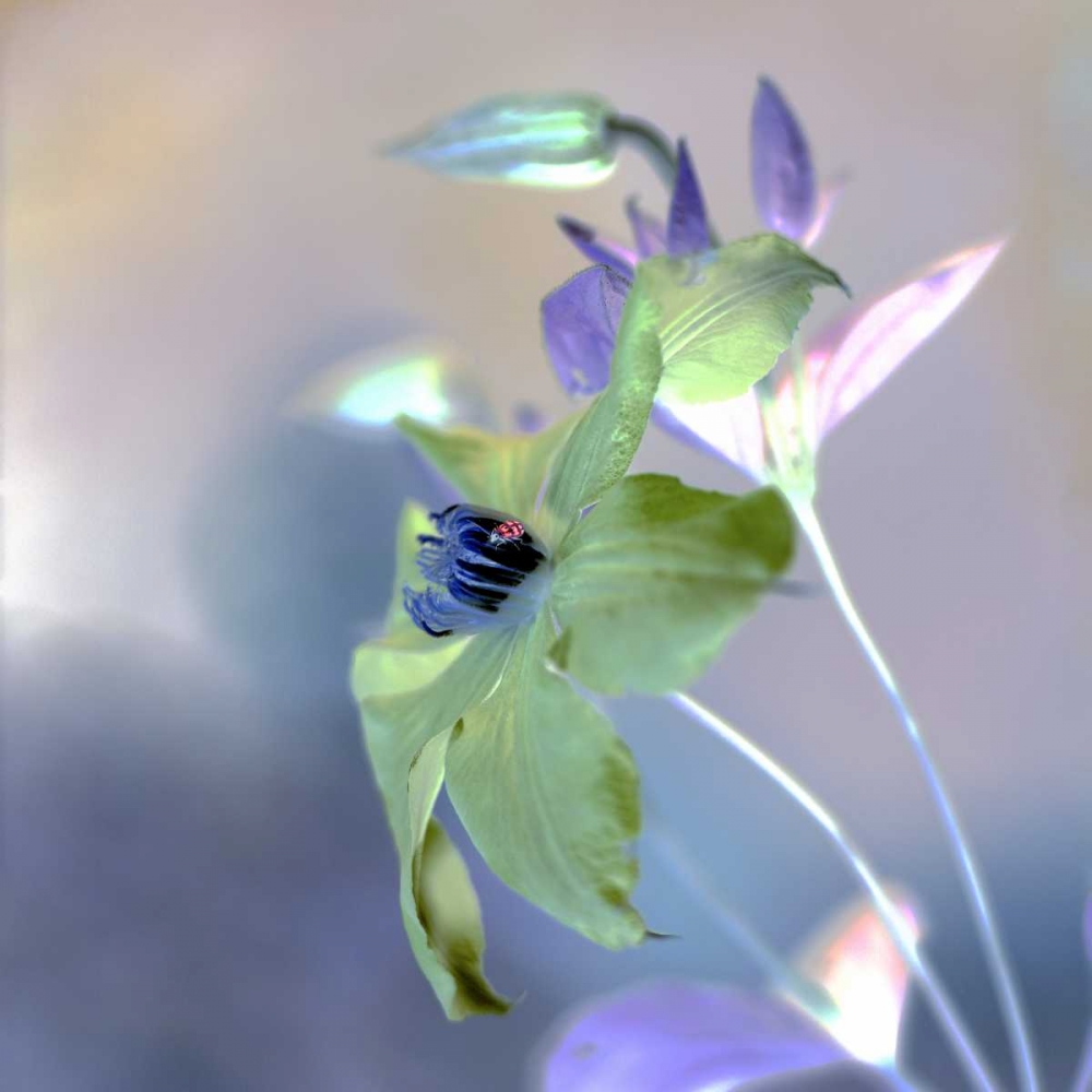 Floral Color - 9 art print by Alan Blaustein for $57.95 CAD