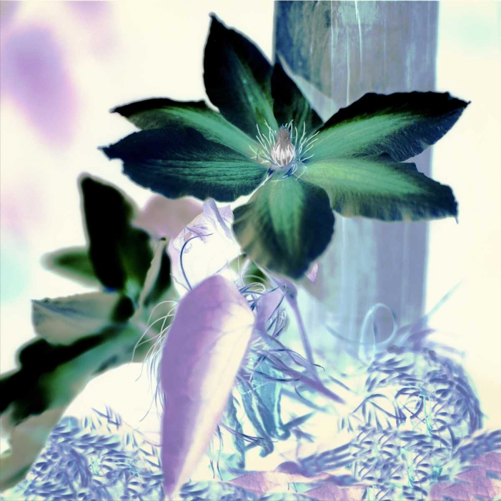 Floral Color - 10 art print by Alan Blaustein for $57.95 CAD
