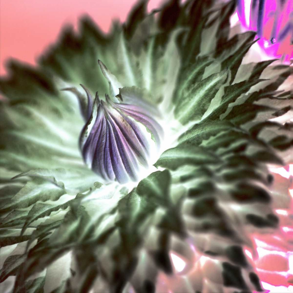 Floral Color - 11 art print by Alan Blaustein for $57.95 CAD