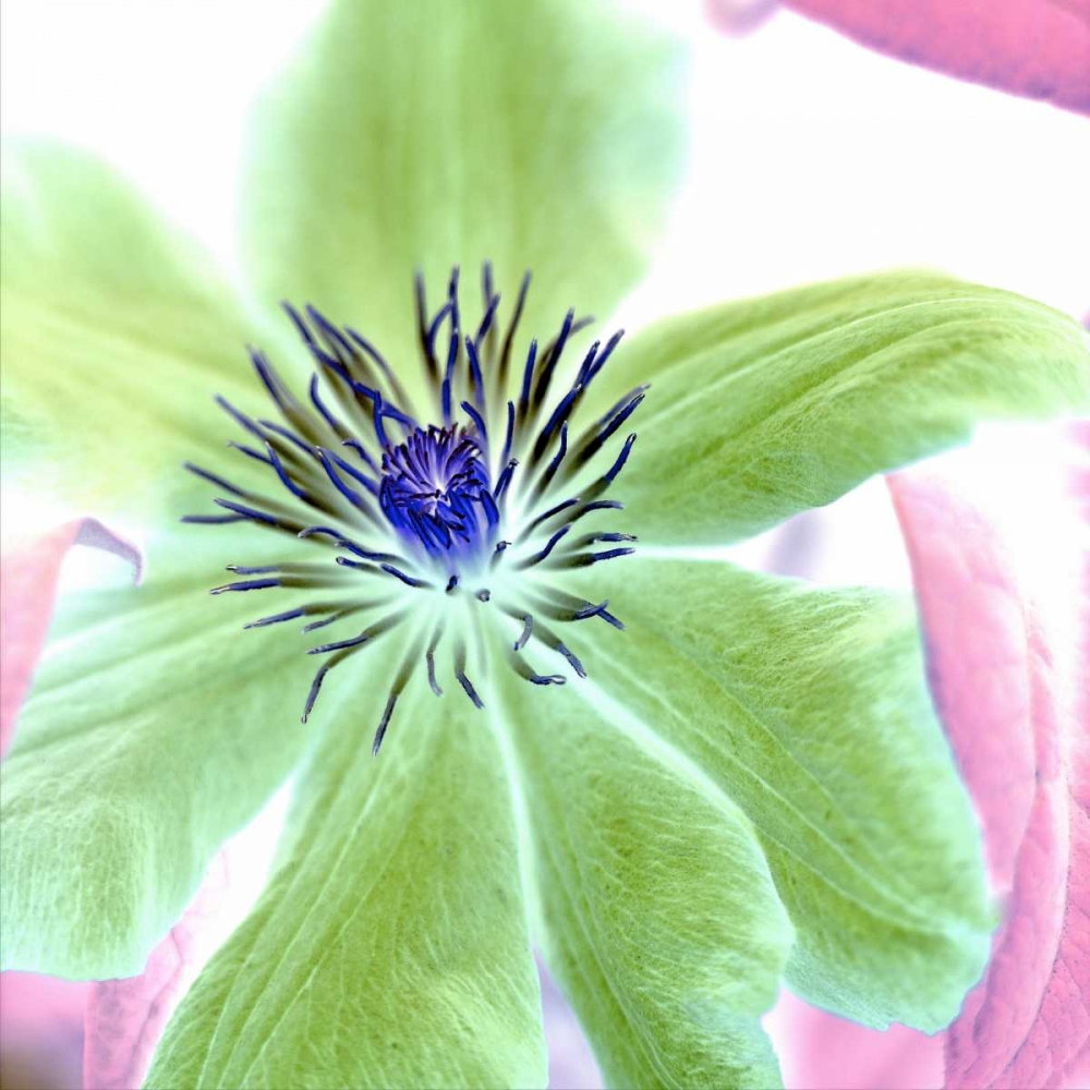 Floral Color- 12 art print by Alan Blaustein for $57.95 CAD