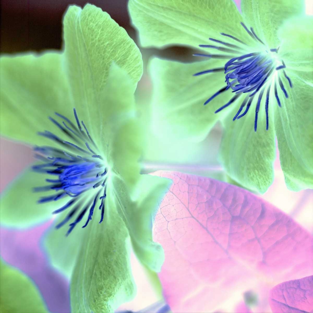 Floral Color - 13 art print by Alan Blaustein for $57.95 CAD