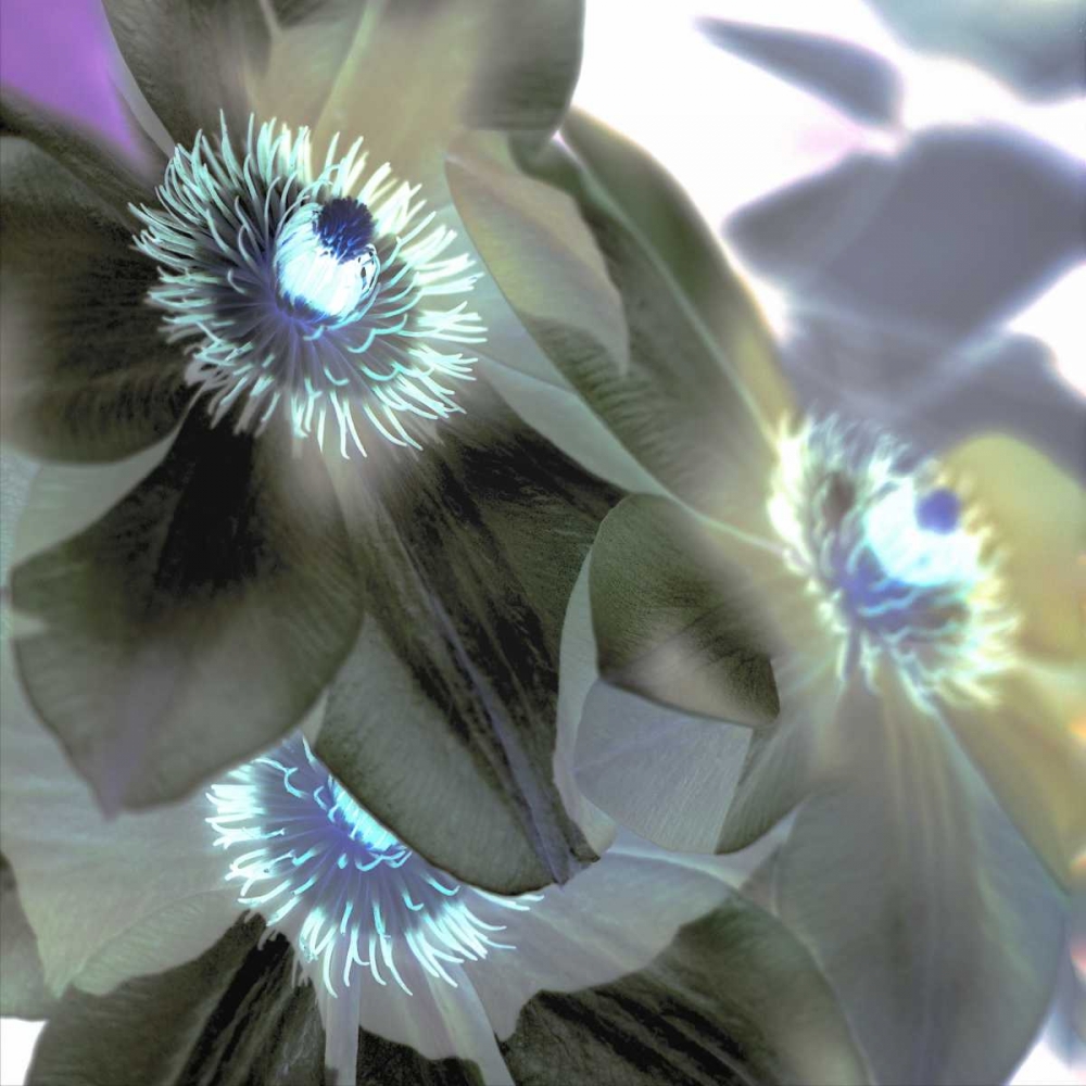 Floral Color - 14 art print by Alan Blaustein for $57.95 CAD