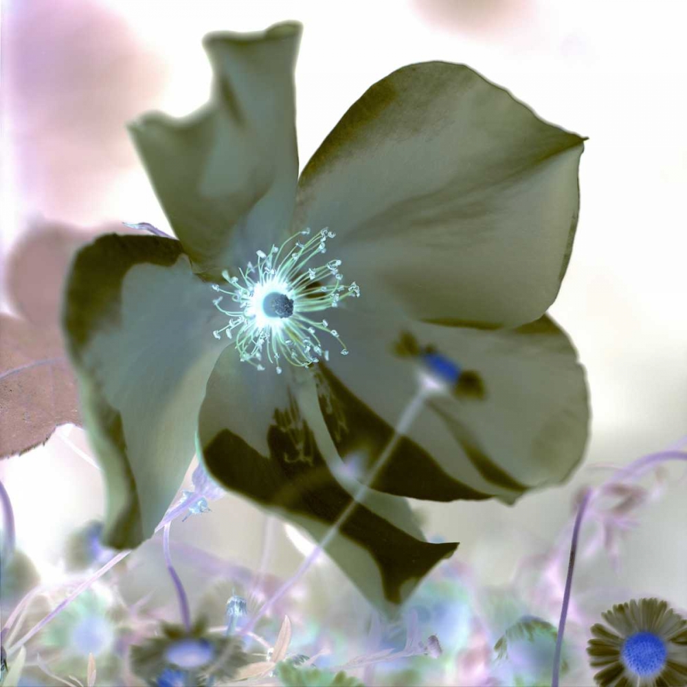 Floral Color - 16 art print by Alan Blaustein for $57.95 CAD
