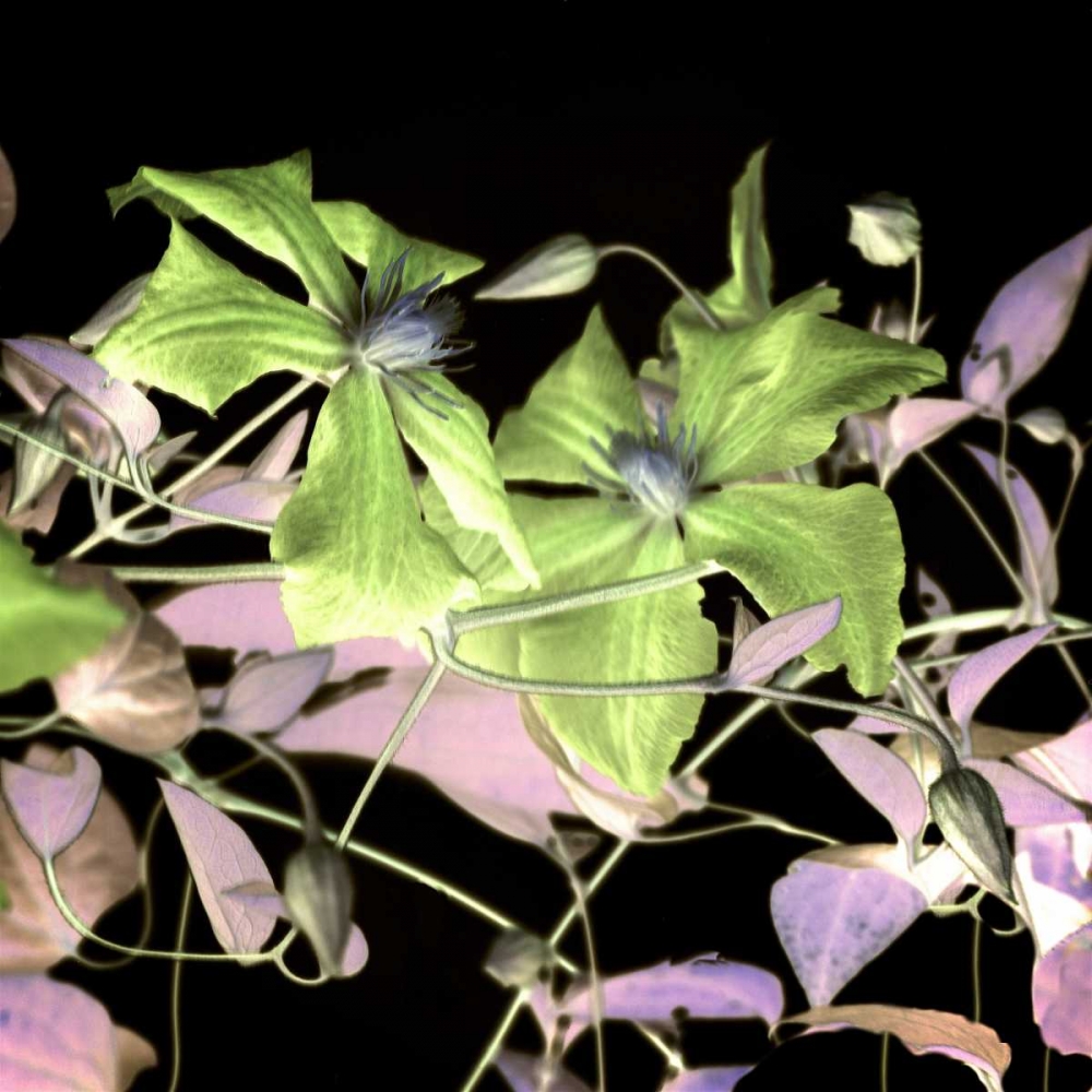 Floral Color - 17 art print by Alan Blaustein for $57.95 CAD