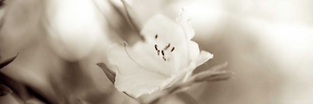 Florison - 104 art print by Alan Blaustein for $57.95 CAD