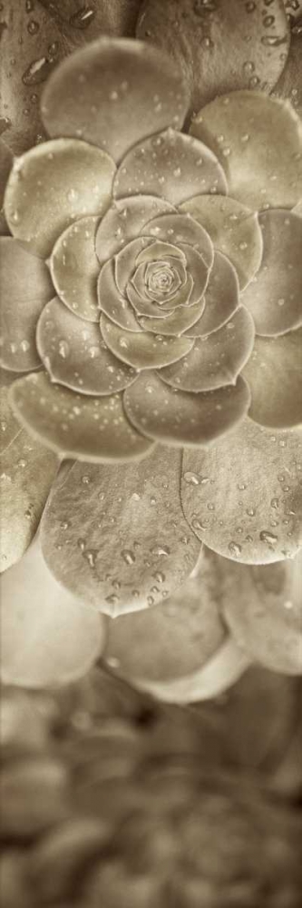 Florison - 91 art print by Alan Blaustein for $57.95 CAD
