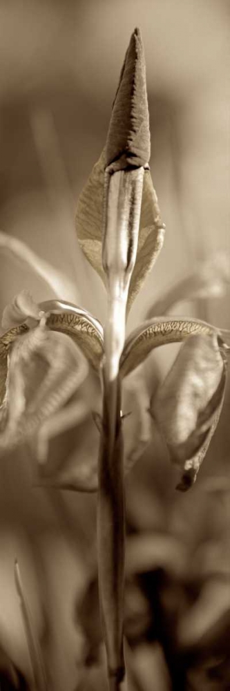 Florison - 74 art print by Alan Blaustein for $57.95 CAD