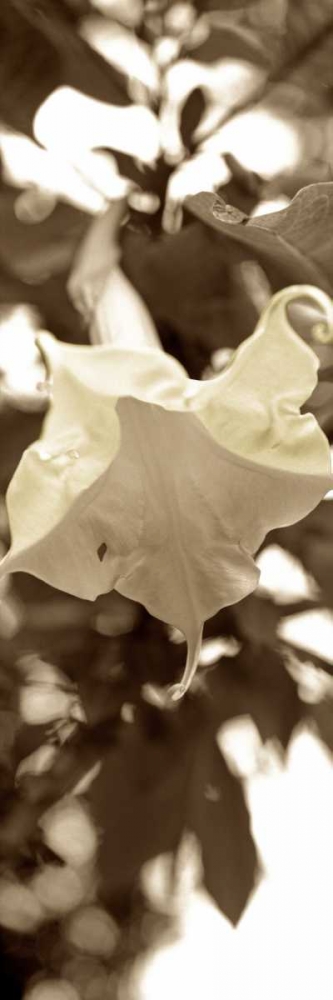 Florison - 78 art print by Alan Blaustein for $57.95 CAD